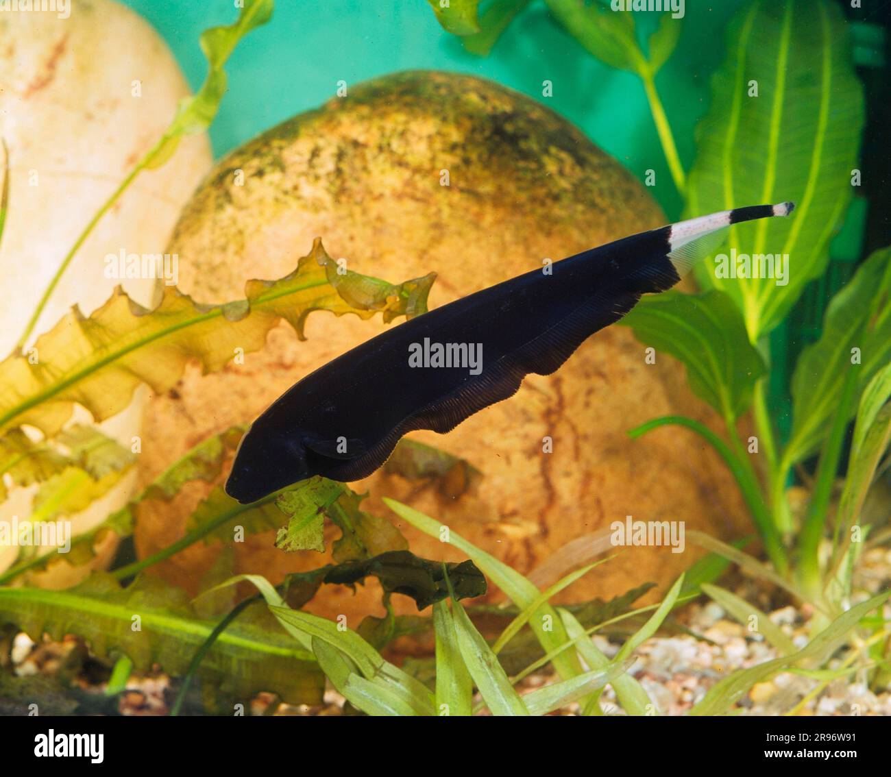 White-fronted knife fish (Sternarchus albifrons) (Apteronotus albifrons) (Gymnotus albifrons), lateral Stock Photo