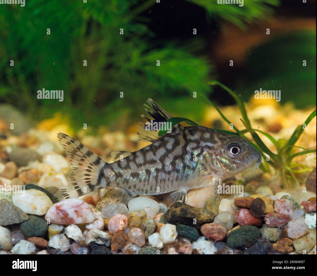 Corydoras reticulatus reticulatus, lateral Stock Photo Alamy