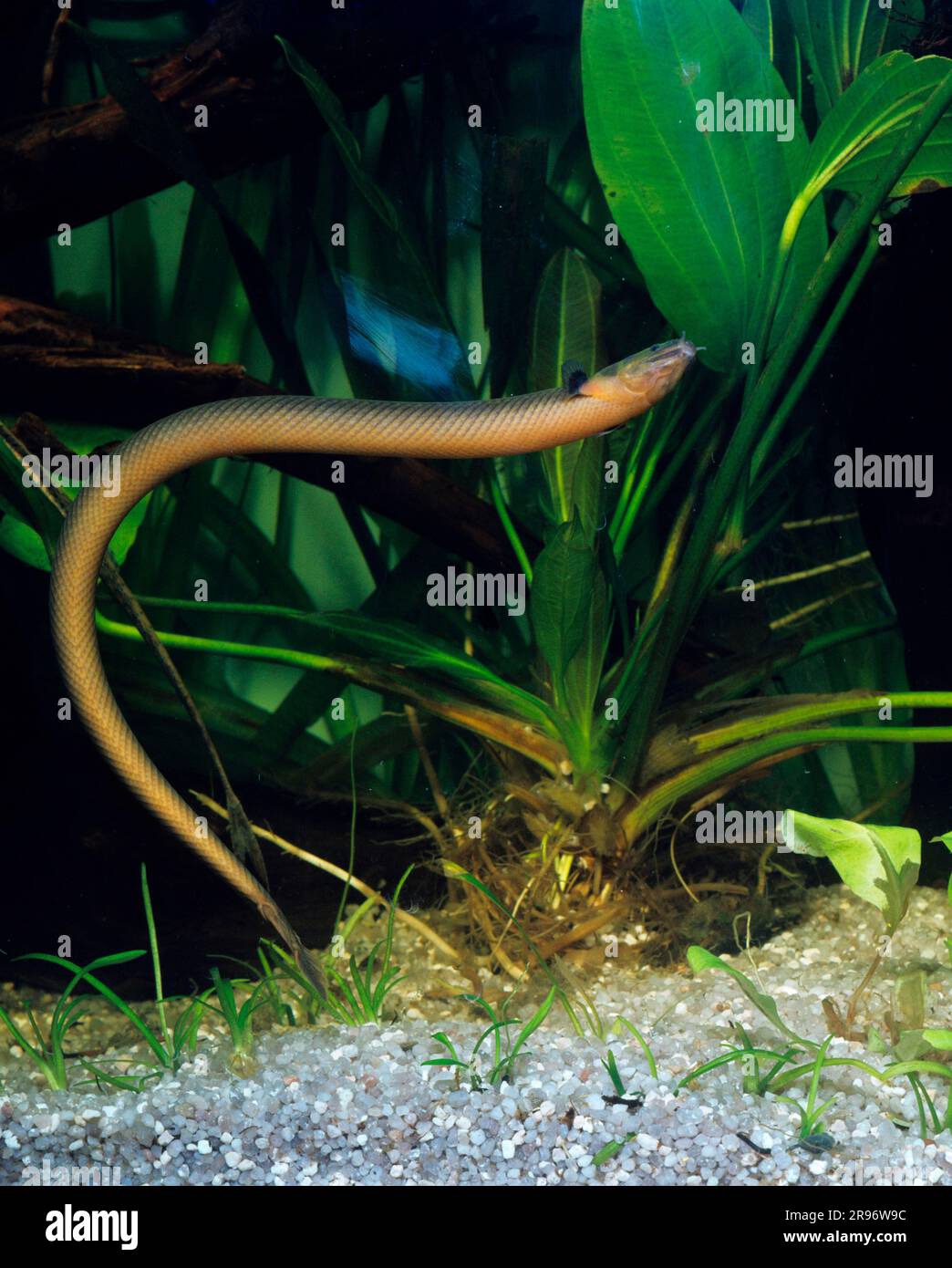 Reedfish (Erpetoichthys calabaricus) (Calamoichthys calabaricus), snakefish, roundfish Stock Photo
