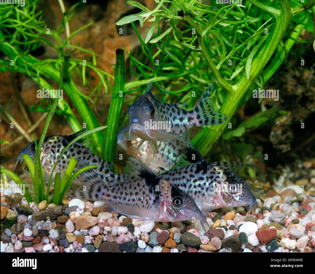 Black-banded Bluespotted corydoras melanistius, Spotted Bluespotted corydoras catfish Stock Photo