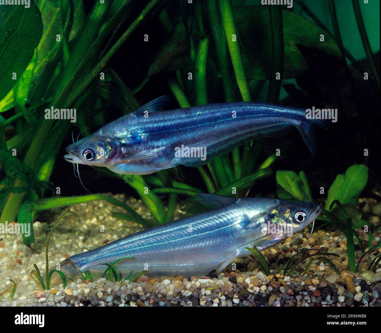 Silver catfish (Schilbe mystus), Nile glass catfish Stock Photo