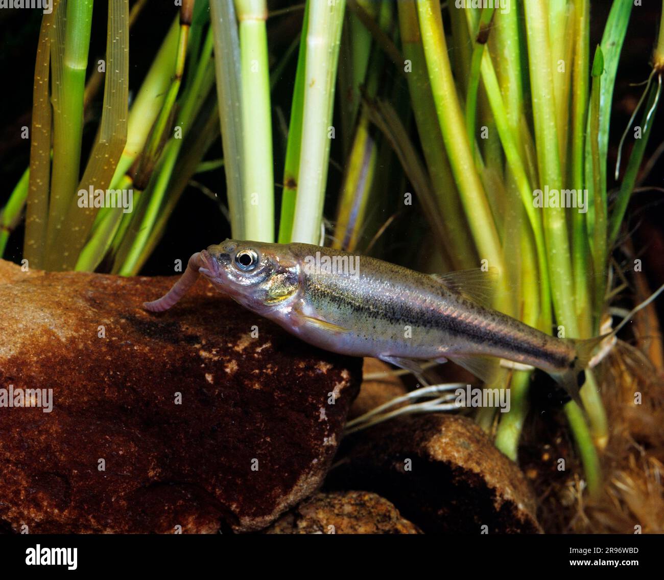 Minnow, bitter fish (Phoxinus phoxinus), cockatrice, gill, lateral Stock Photo