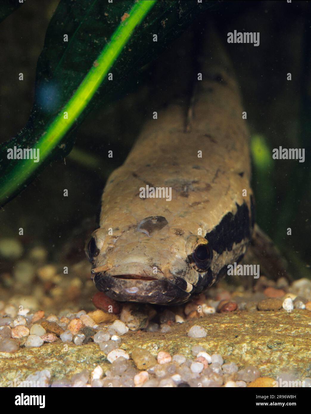 Snakehead fish (Channa asiatica) Stock Photo