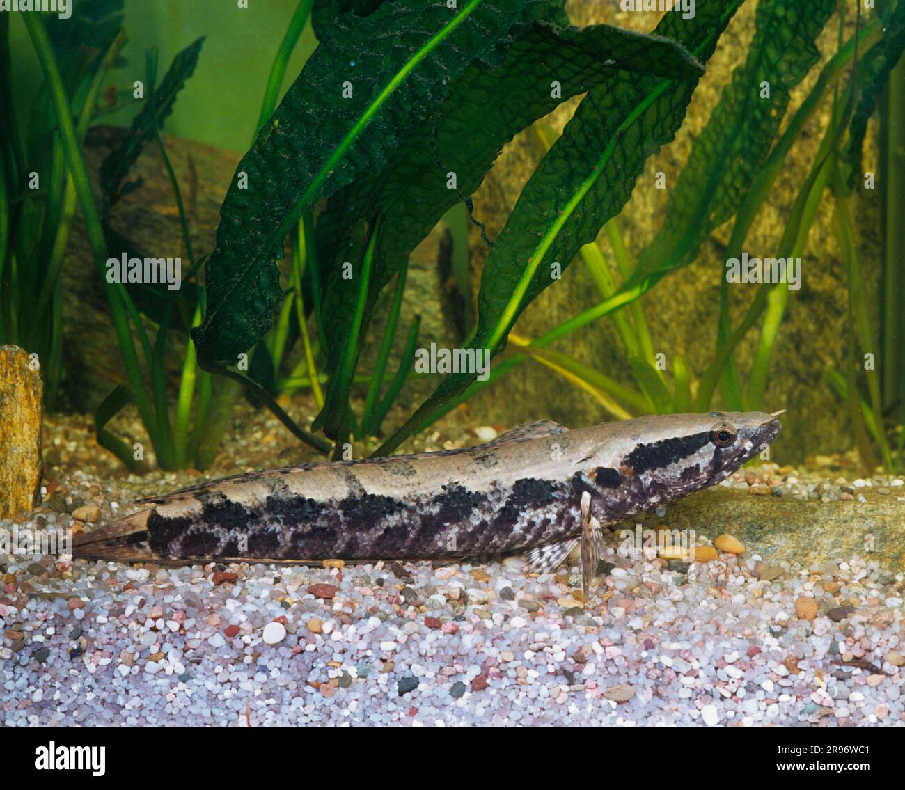 Snakehead fish (Channa asiatica), lateral Stock Photo