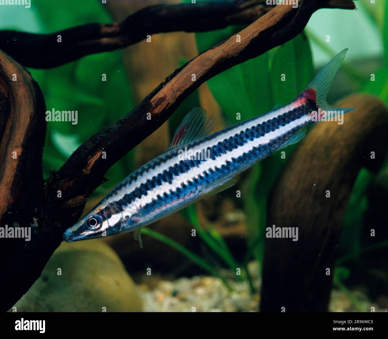 Striped headstander (Anostomus anostomus) (Salmo anostomus) (Mormyrynchus gronoveii) (Anostomus salmoneus) (Leporinus anostomus) (Anostomus gronovii) Stock Photo