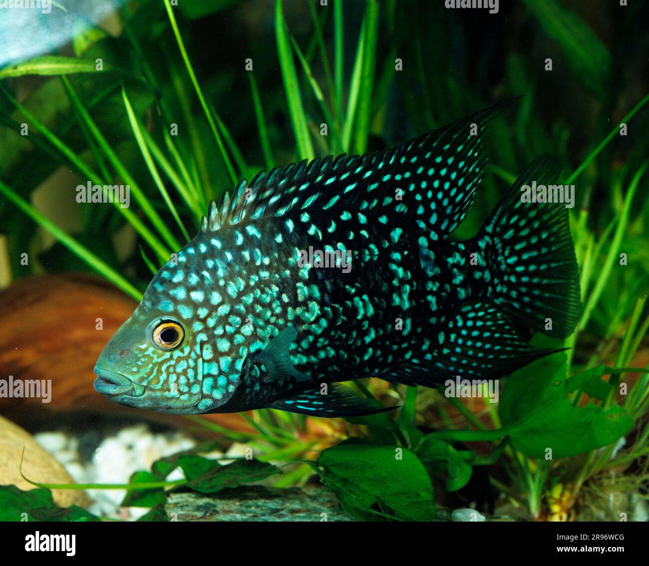 Texas cichlid (Herichthys cyanoguttatum Stock Photo Alamy