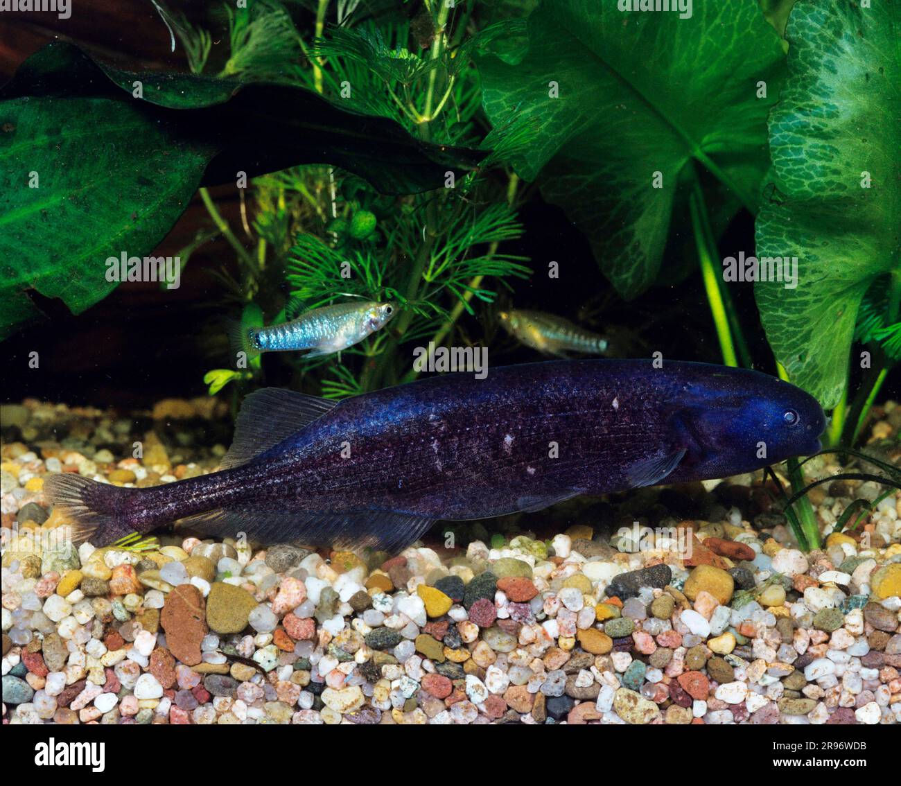 Elephant fish (Gnathonemus lamacodua), lateral Stock Photo