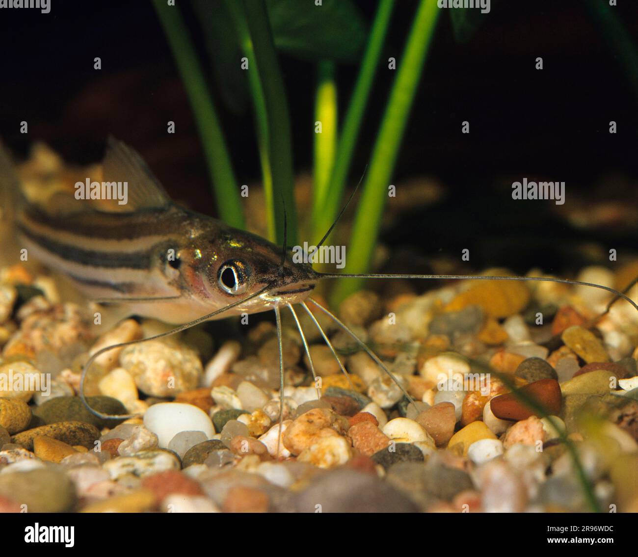 Indian (Mystus vittatus vittatus) striped catfish Stock Photo