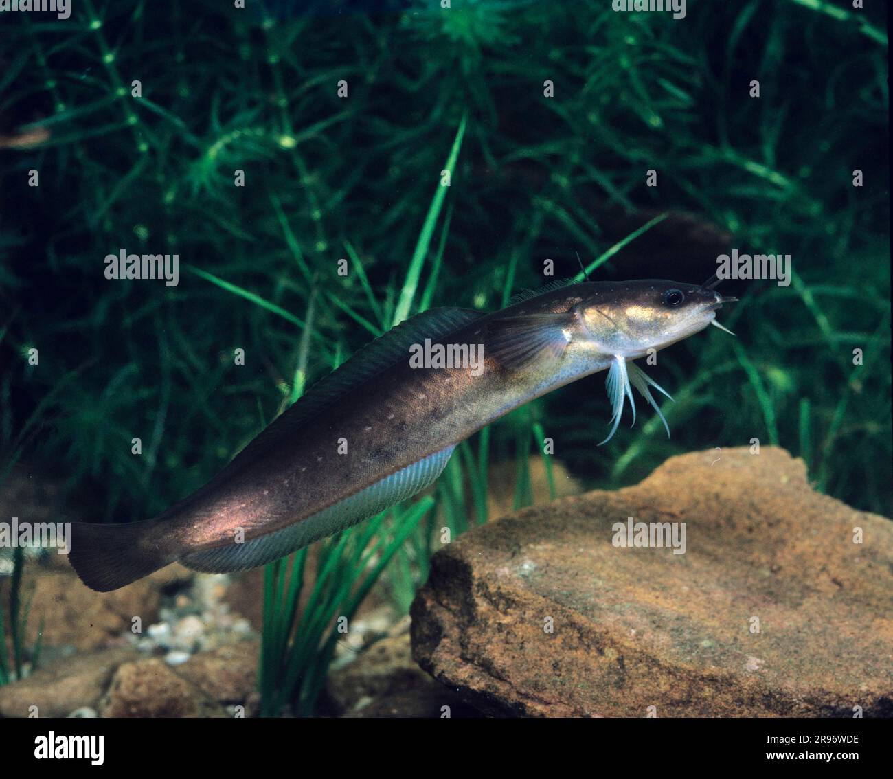 Five underwater salt water hi-res stock photography and images - Alamy