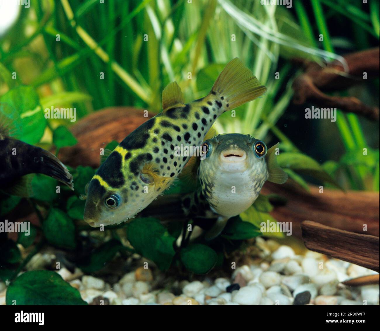 Hump puffer fish (Tetraodon palembangensis), Palembang puffer fish Stock Photo
