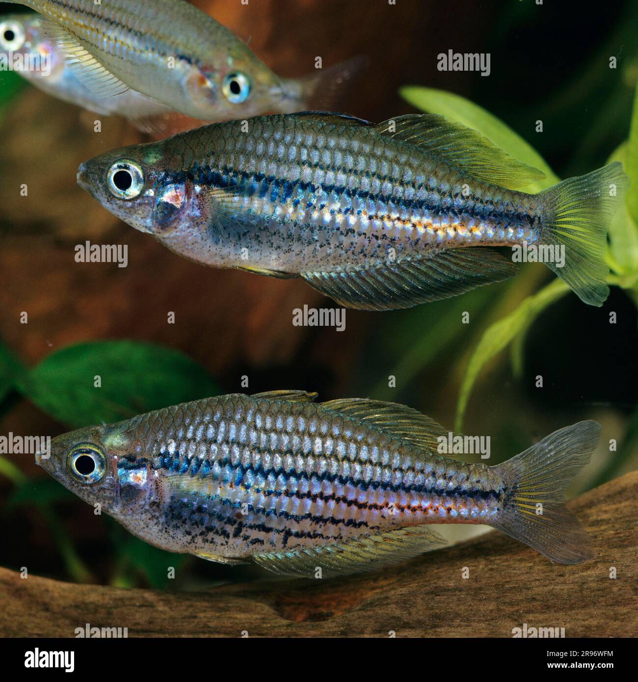 Northern rainbowfish (Melanotaenia affinis affinis), Northern rainbowfish Stock Photo