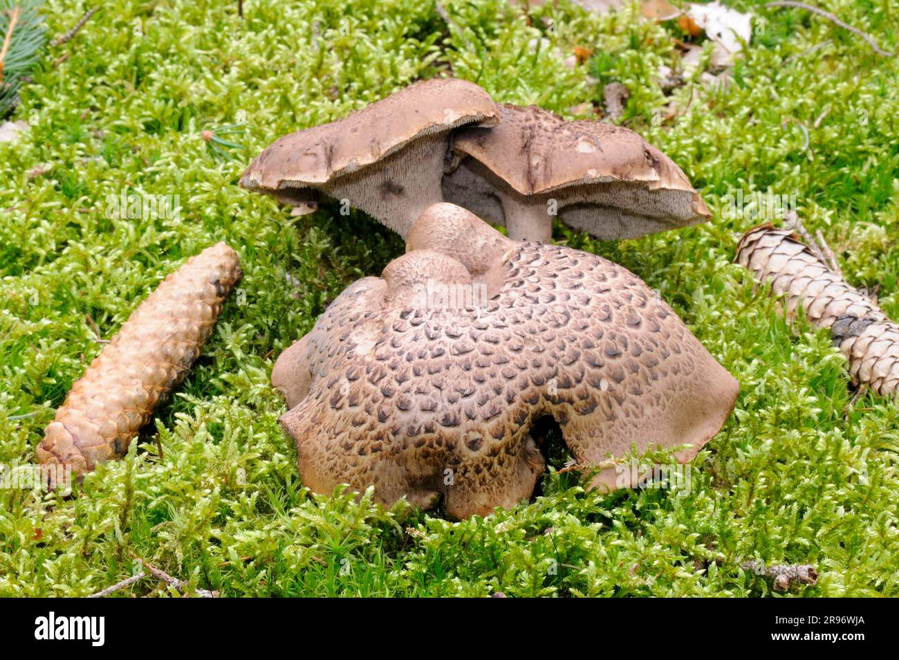 Hawk mushroom, roe deer mushroom, hawk spiny mushroom (Sarcodon imbricatus) Stock Photo
