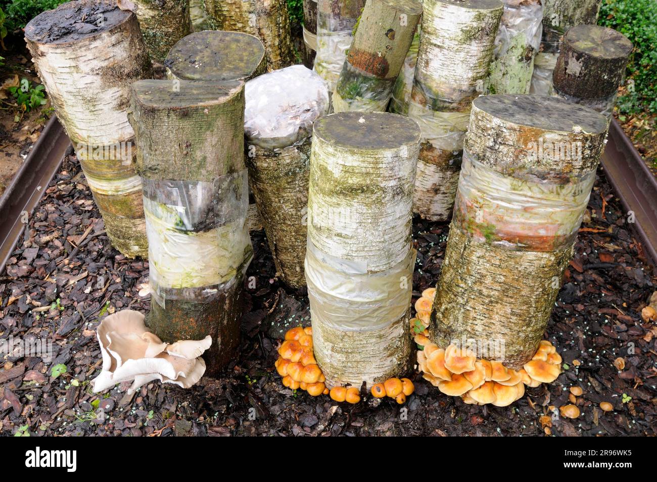 Oyster mushrooms (Pleurotus ostreatus) and Tuscan mushrooms, Oyster mushroom, Tuscan mushroom, Pholiota microspora (Pholiota nameko), Golden cap Stock Photo