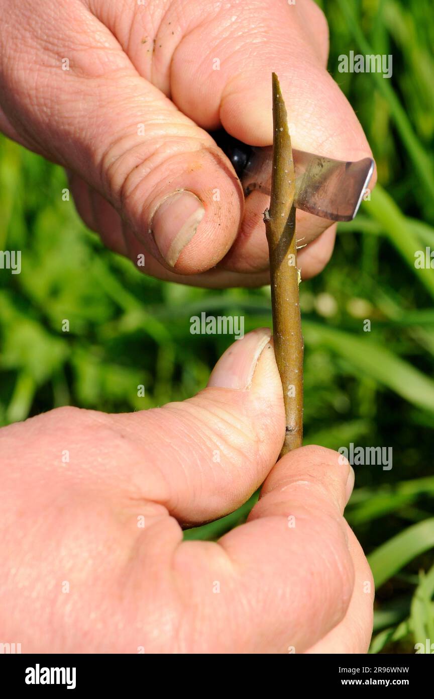 Fruit tree grafting, fruit tree grafting, fruit tree grafting Stock