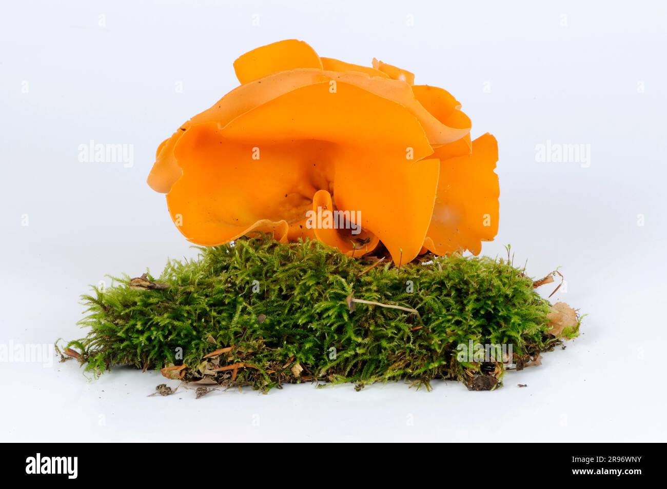 orange peel fungus (Aleuria aurantia) Stock Photo