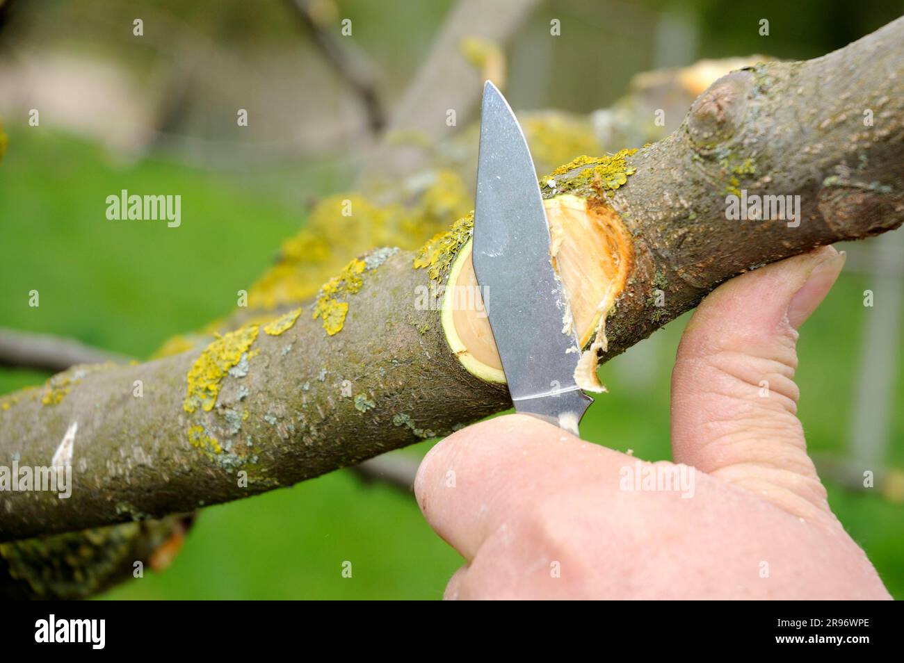 Pruning knife hires stock photography and images Alamy