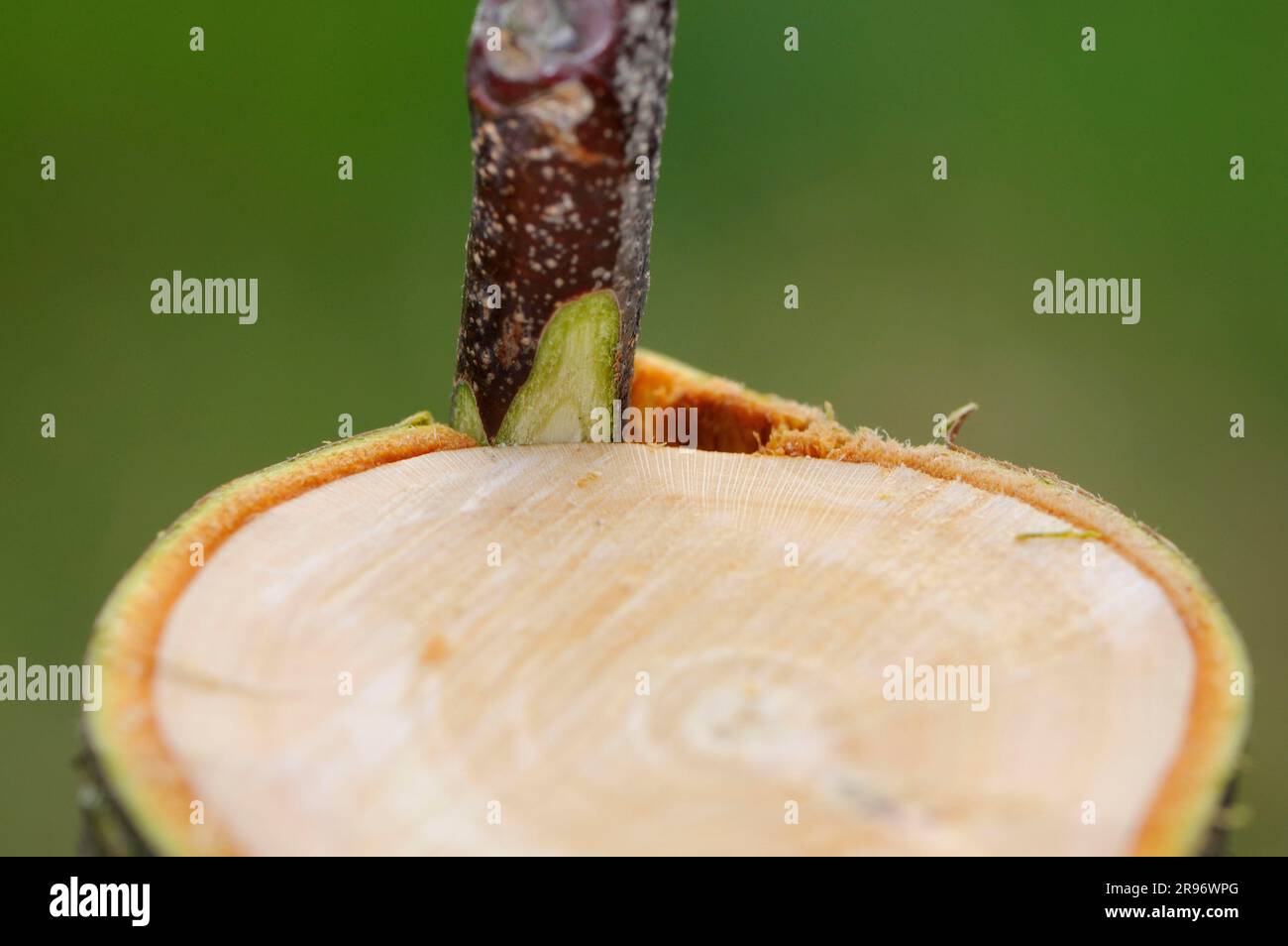 Fruit tree grafting, fruit tree grafting, fruit tree grafting Stock