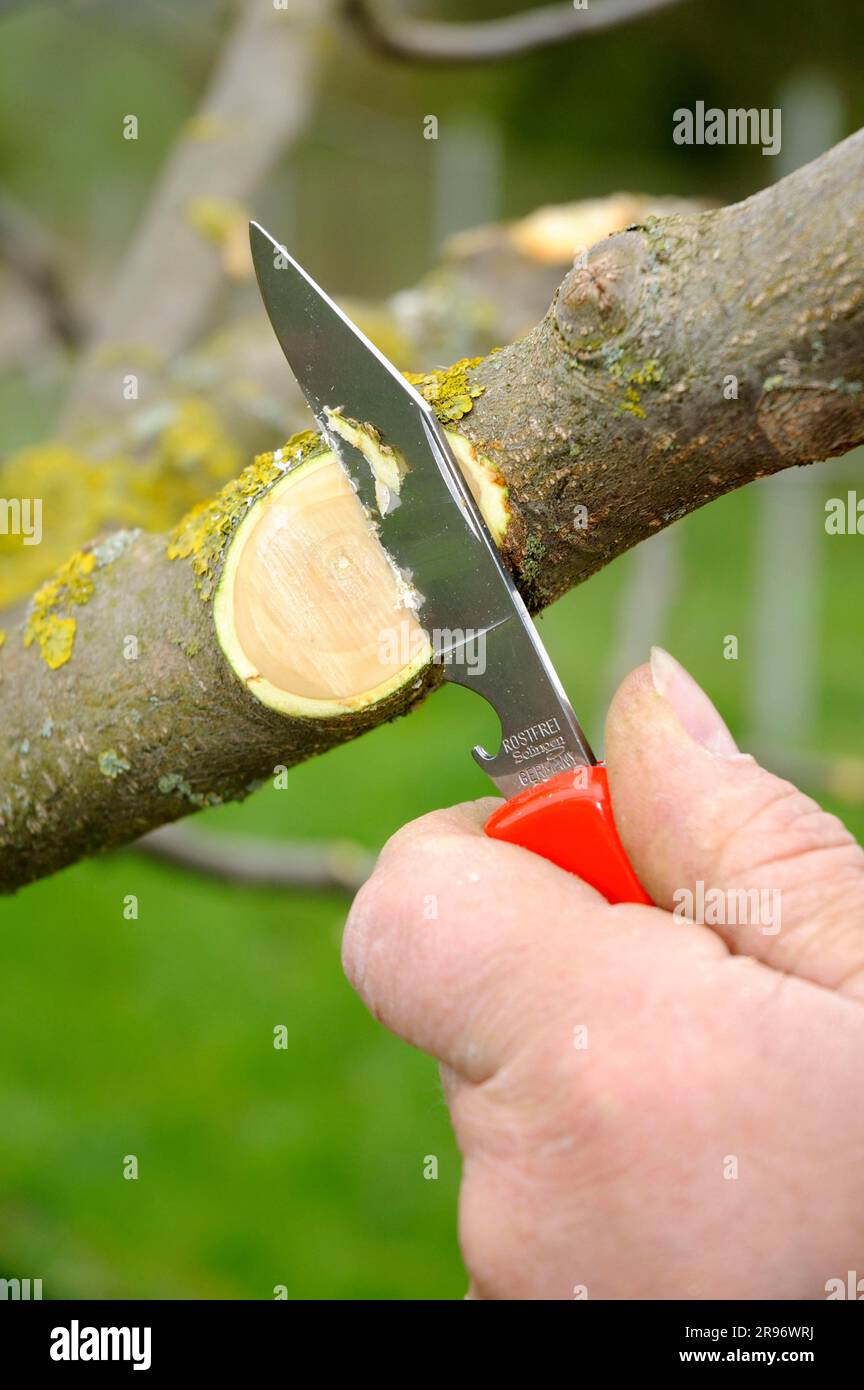 Pruning knife hires stock photography and images Alamy