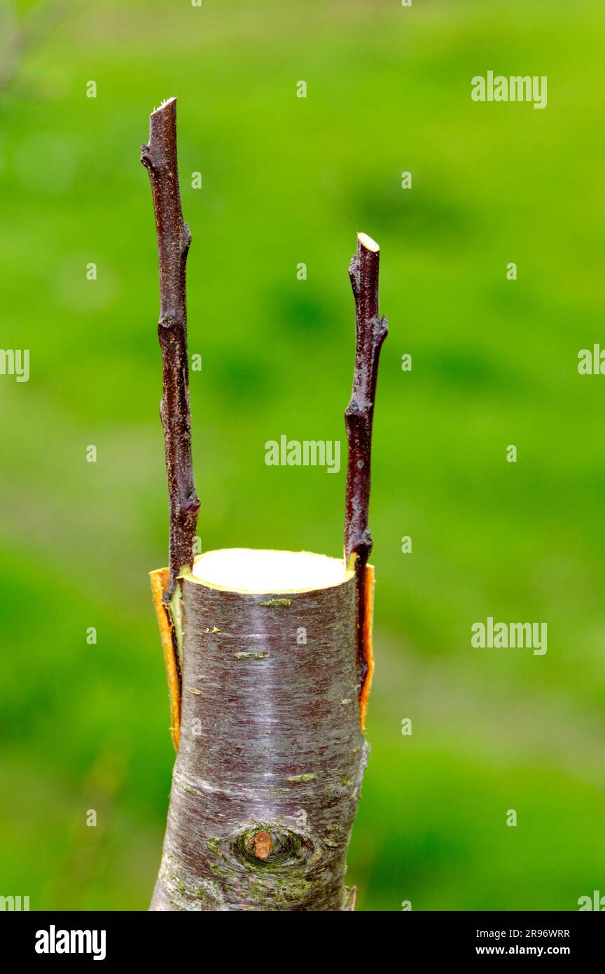 Fruit tree grafting, fruit tree grafting, fruit tree grafting Stock Photo Alamy