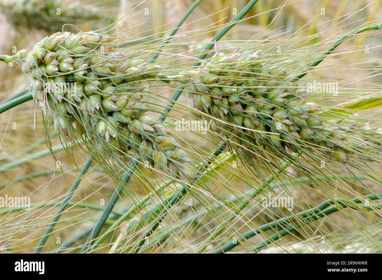 English wheat 'Mirabile' (Triticum turgidum) Stock Photo