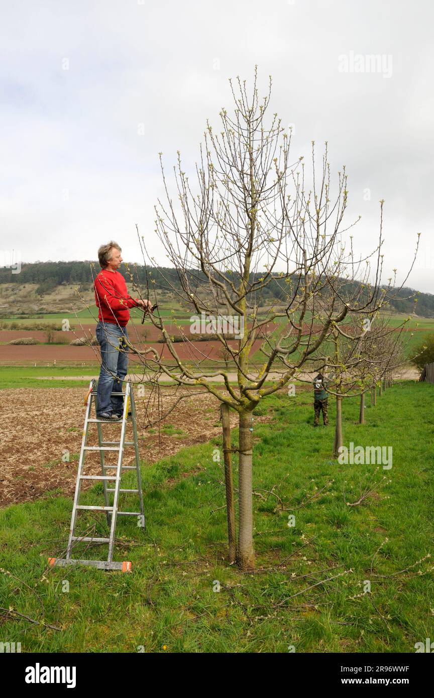 Man pruning fruit tree, cutting vine, pruning Stock Photo - Alamy