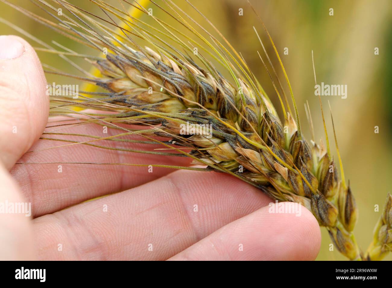 Spelt wheat 'Schwarzer Bartspelz' (Triticum spelta coeruleum), spelt Stock Photo