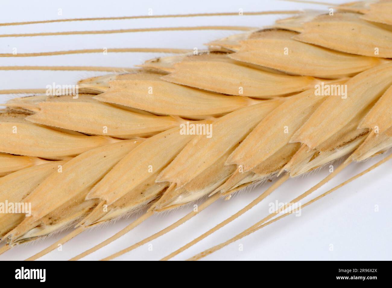 Einkorn wheat (Triticum monococcum Stock Photo Alamy