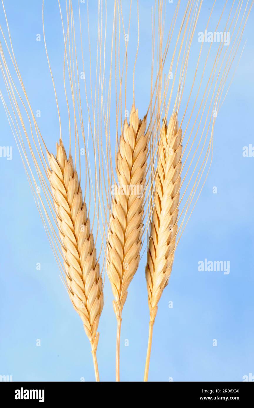 Einkorn wheat (Triticum monococcum Stock Photo Alamy