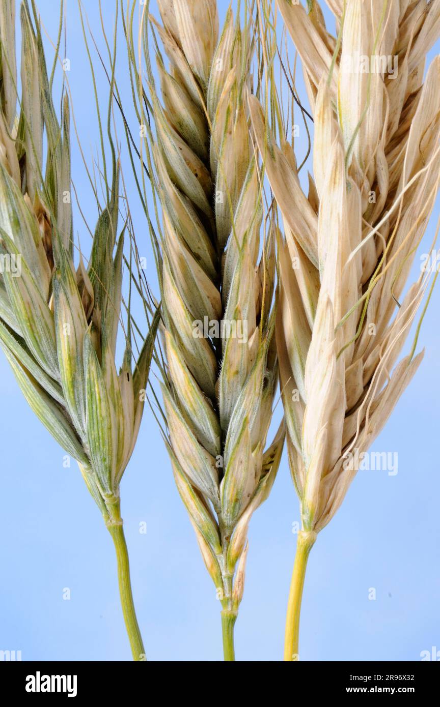 Polish wheat (Triticum polonicum) Stock Photo