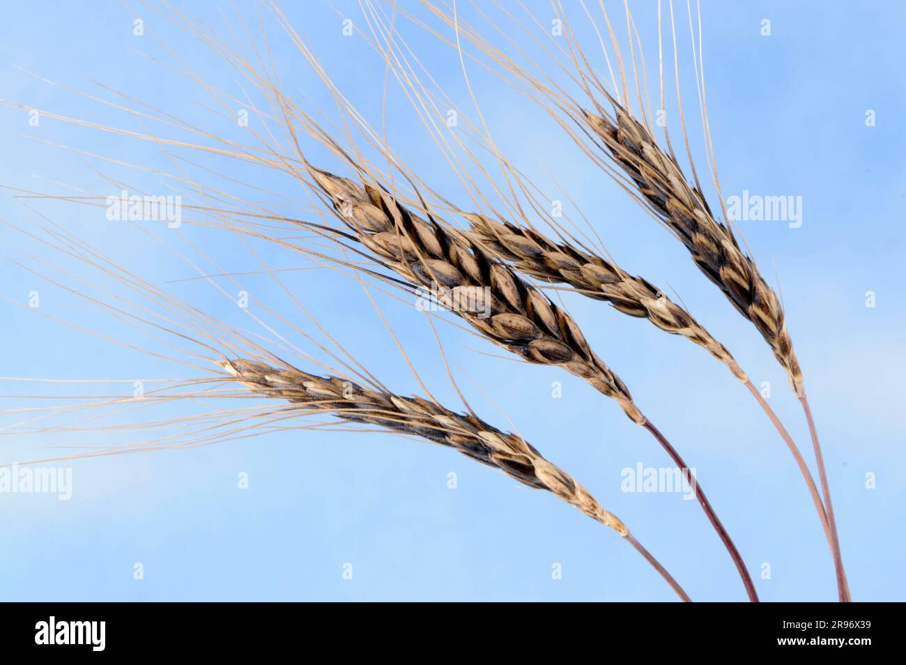 Wild wheat (Triticum dicoccoides) Stock Photo