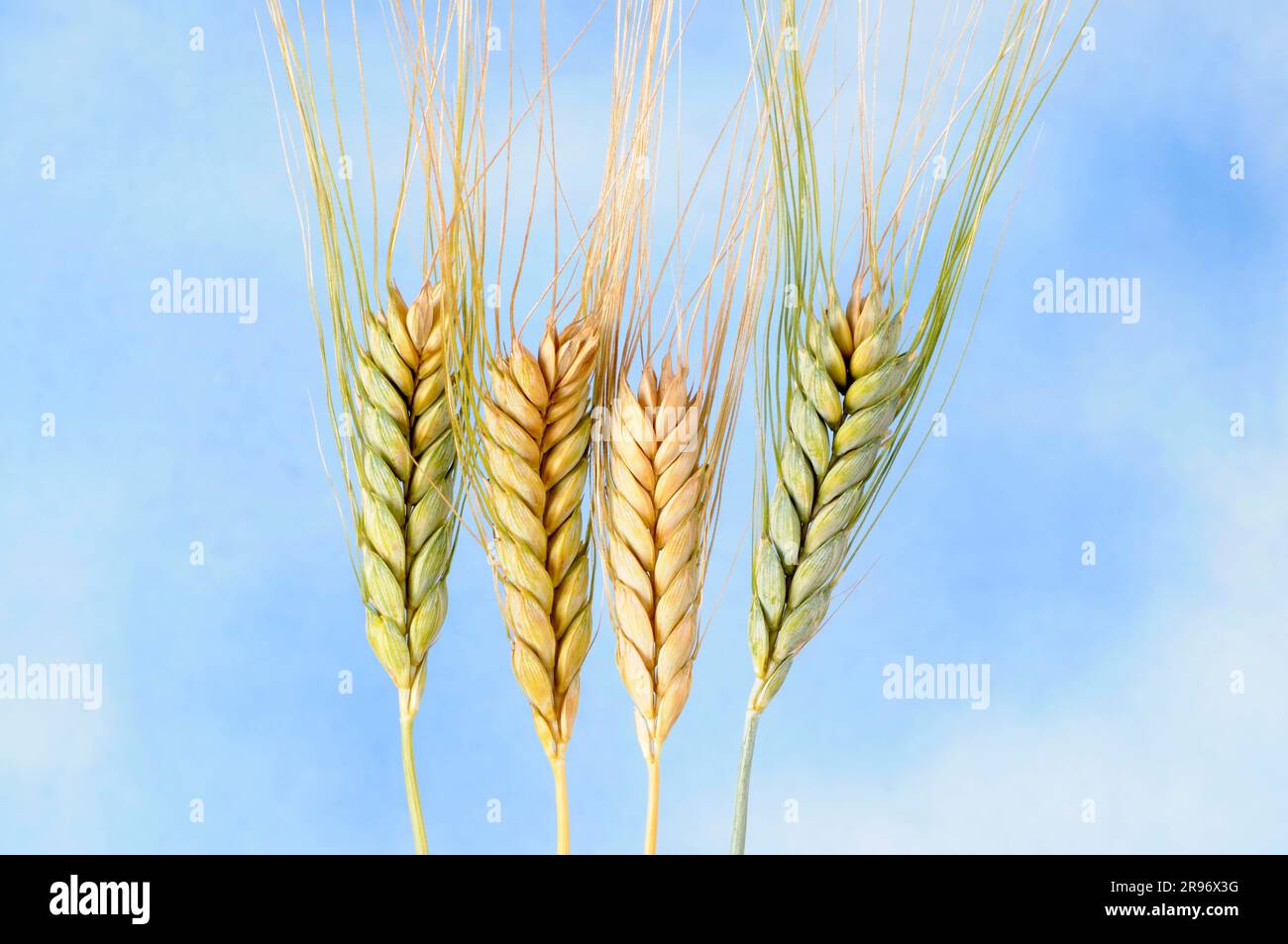 Emmer Wheat (Triticum dicoccum Stock Photo - Alamy