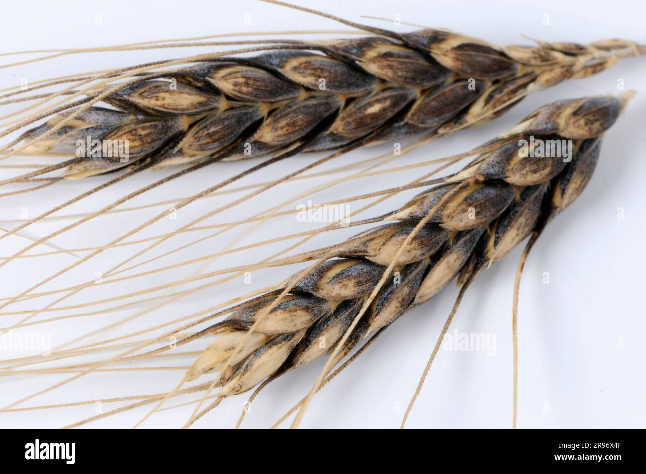 Wild wheat (Triticum dicoccoides) Stock Photo