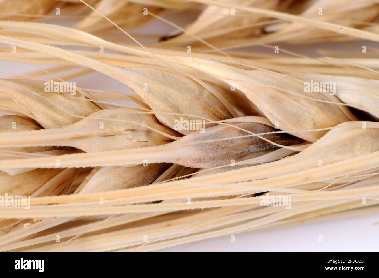 6 Rowed Barley Six row hi-res stock photography and images - Alamy