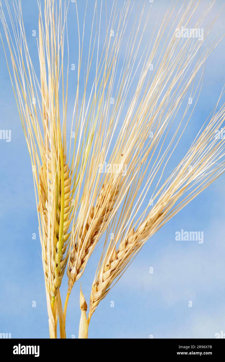 Barley Rows Six-row barley (Hordeum vulgare hexastichon Stock Photo - Alamy