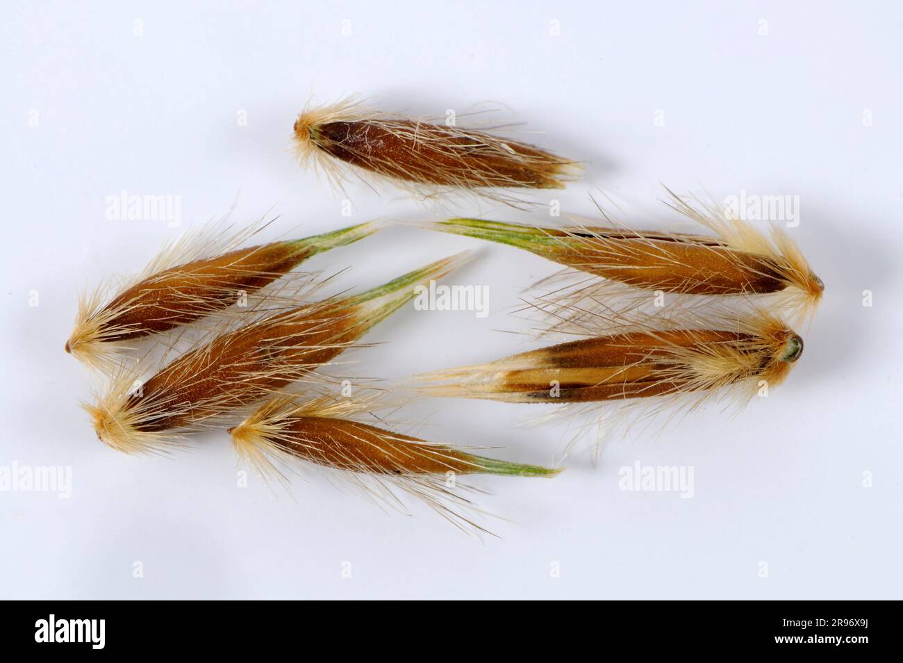 Wild oats (Avena fatua), Oats Stock Photo