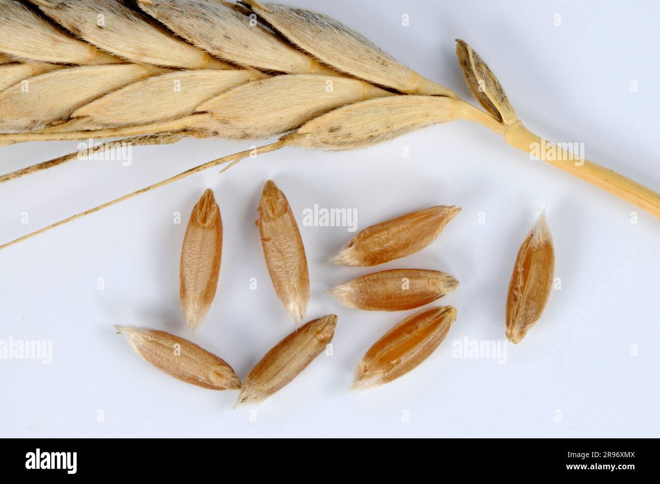 Wild emmer (Triticum dicoccoides dicoccoides), emmer kernels, cereal grains Stock Photo