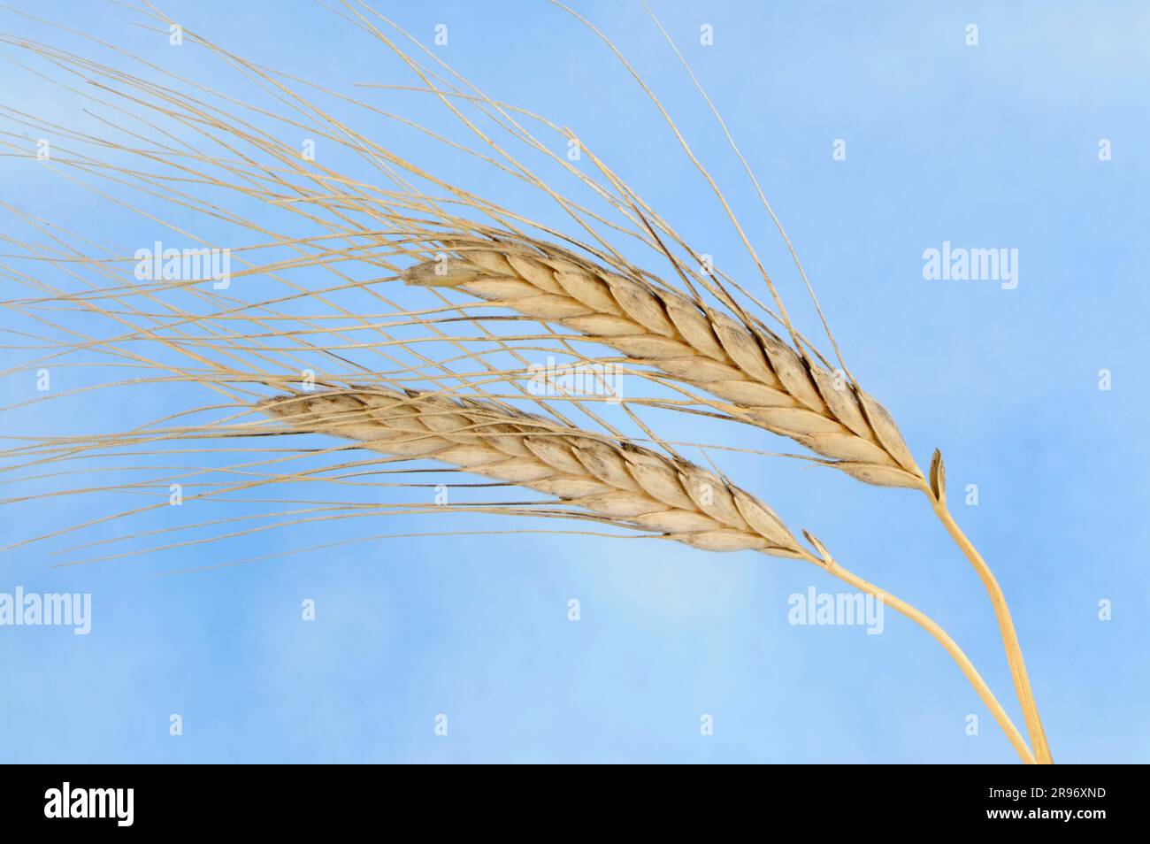 Wild emmer wheat (Triticum dicoccoides dicoccoides) Stock Photo