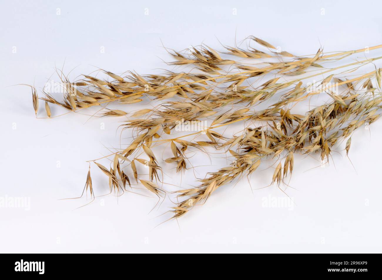 Common oats (Avena strigosa strigosa) Stock Photo