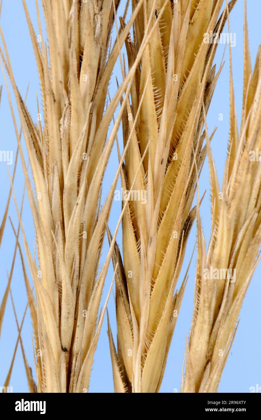 Wild rye (Secale ancestrale Stock Photo - Alamy