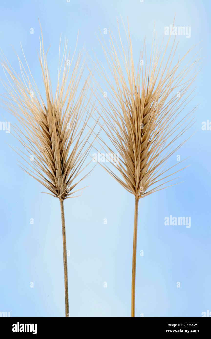 Beach barley (Hordeum marinum ssp. gussoneanum), Dune barley Stock Photo