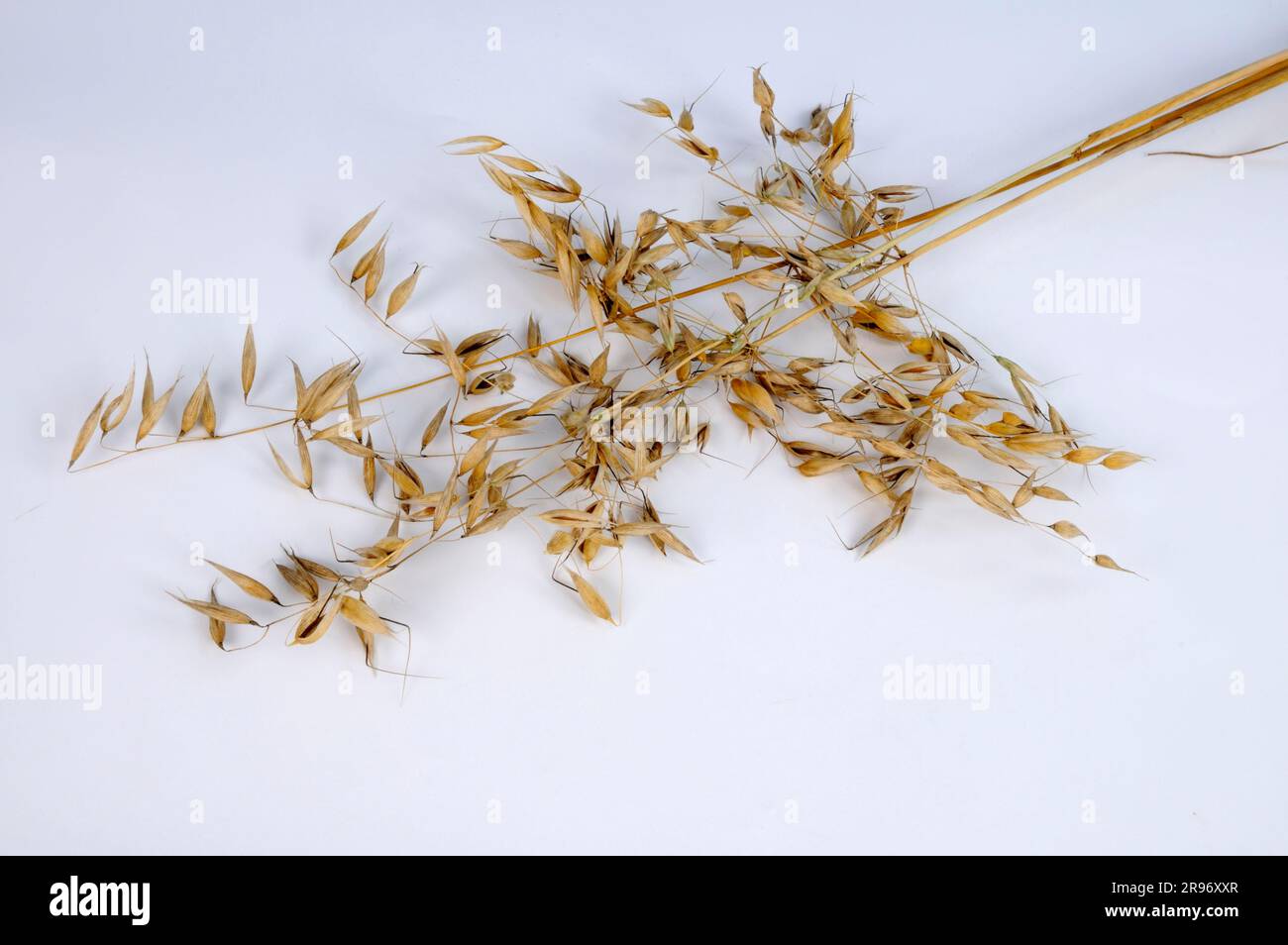 Wild oats (Avena fatua), Oats Stock Photo