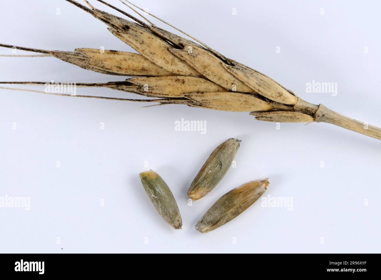Urartu wheat (Triticum urartu), wheat grains Stock Photo