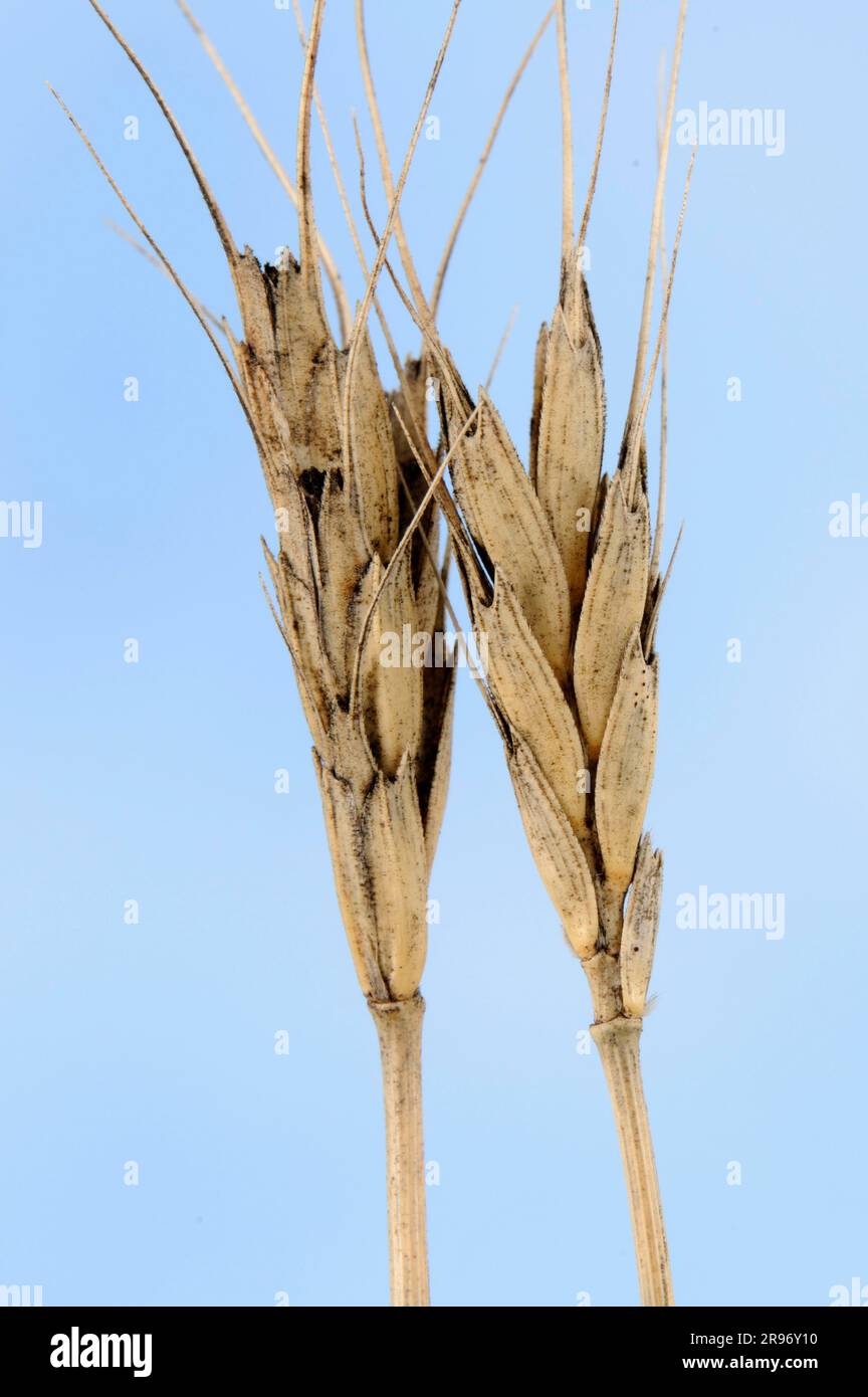 Urartu wheat (Triticum urartu) Stock Photo