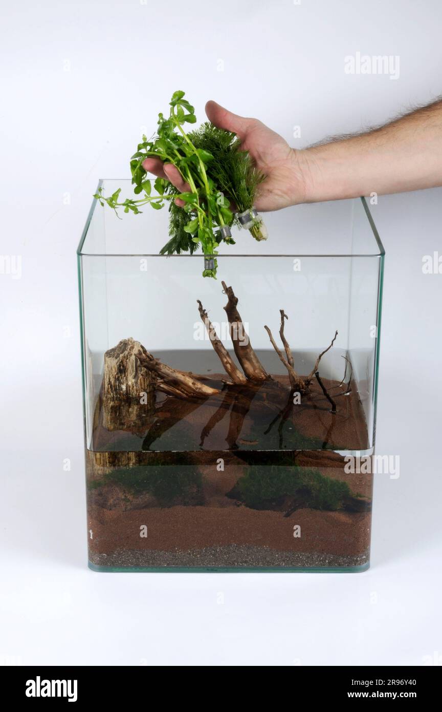 Nano aquarium, insertion of aquatic plants Stock Photo