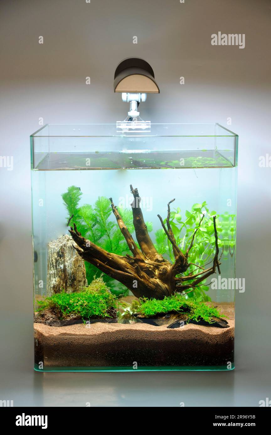 Fish Tank, Nano Aquarium Stock Photo