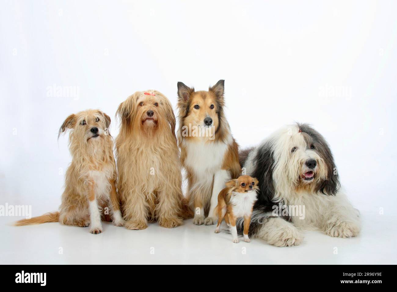 Mixed breed dogs Collie Bobtail and Chihuahua longhaired mixed