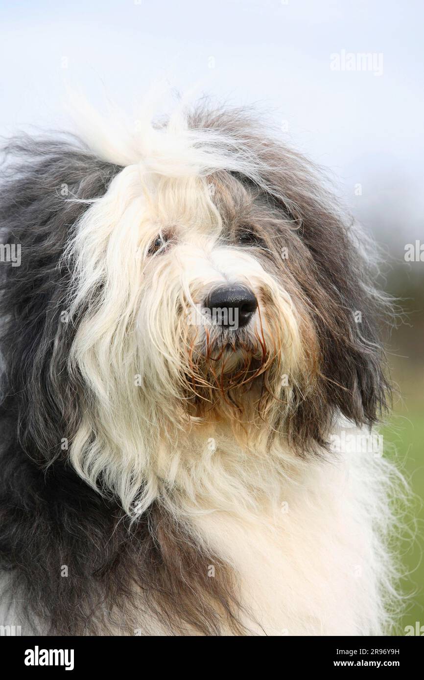 Old english sheepdog portrait hi-res stock photography and images - Alamy