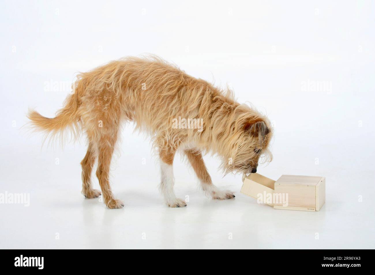 Mixed breed dog Open drawer, Trick, Page Stock Photo Alamy