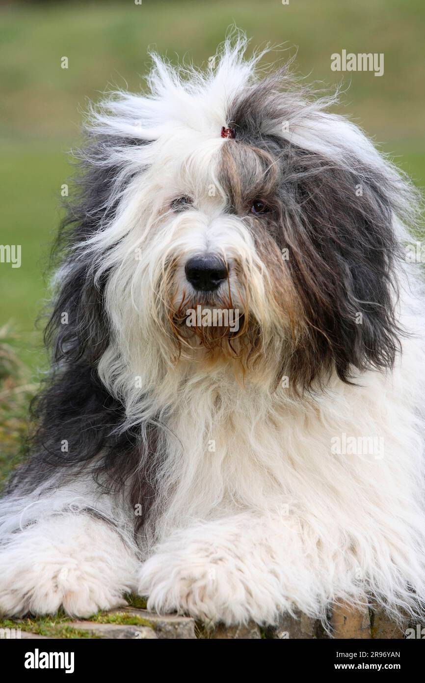 Old english sheepdog cross hi-res stock photography and images - Alamy