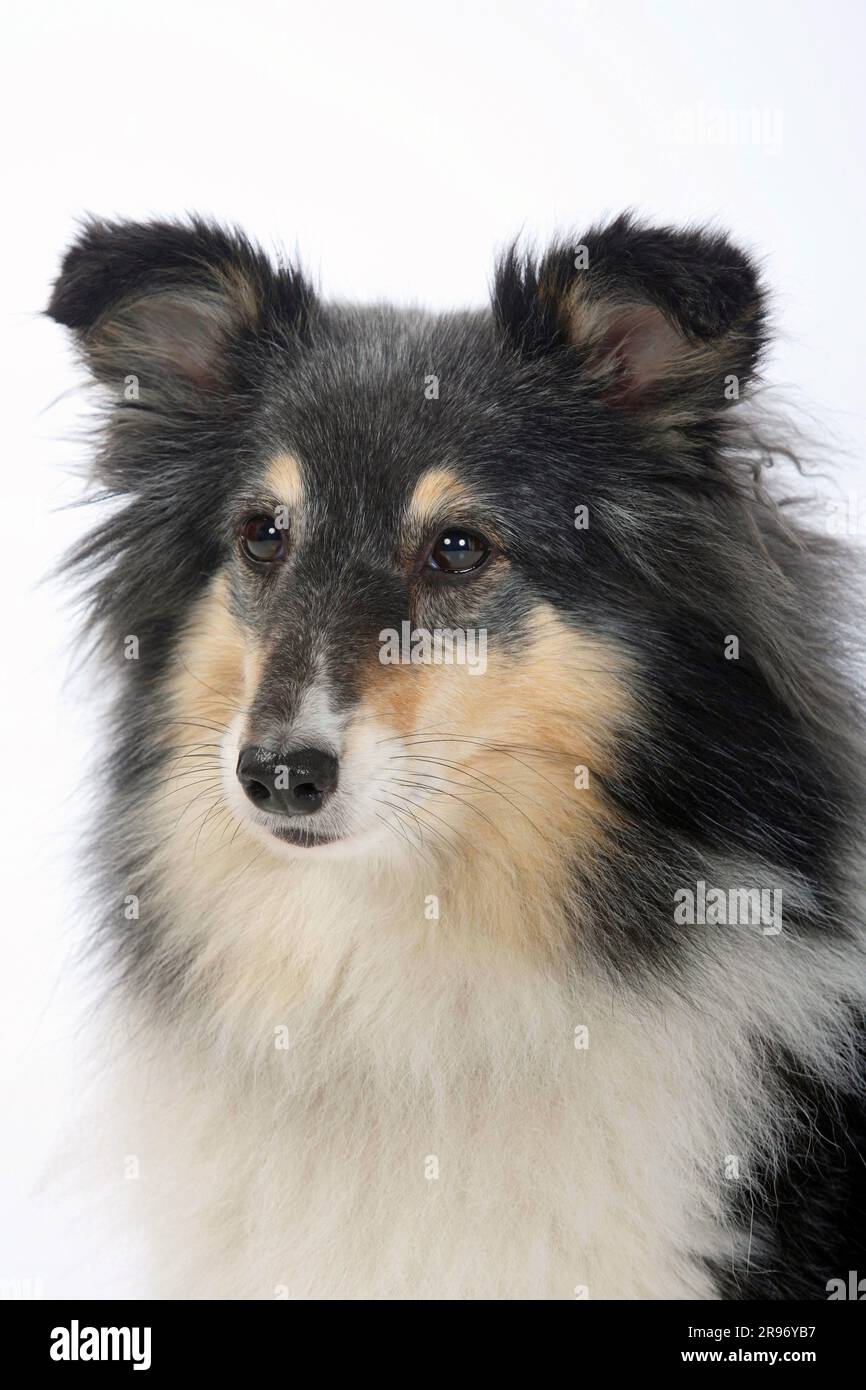 Sheltie tricolour cheap